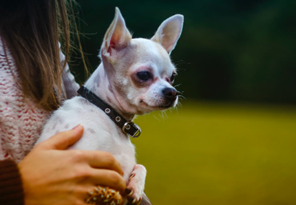 Chihuahua di 21 anni, ecco il cane più anziano del mondo